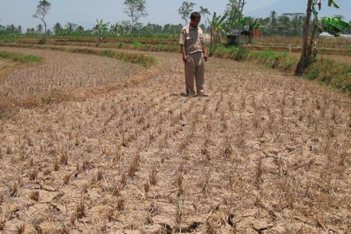 Dampak Fenomena Cuaca El Nino Terhadap Pertanian Lokal